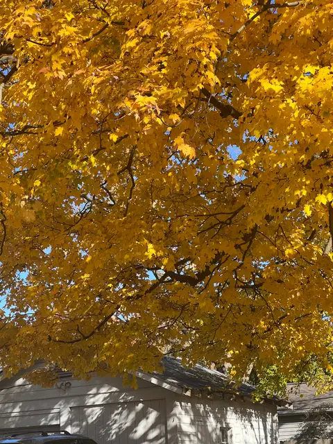 Pure autumn bliss, bathed in golden light.